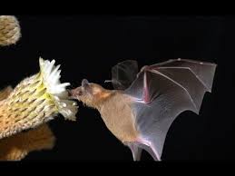 Photo of a Lesser Long-Nosed Bat dronking nectar. Photo courtesy of Youtube.com.