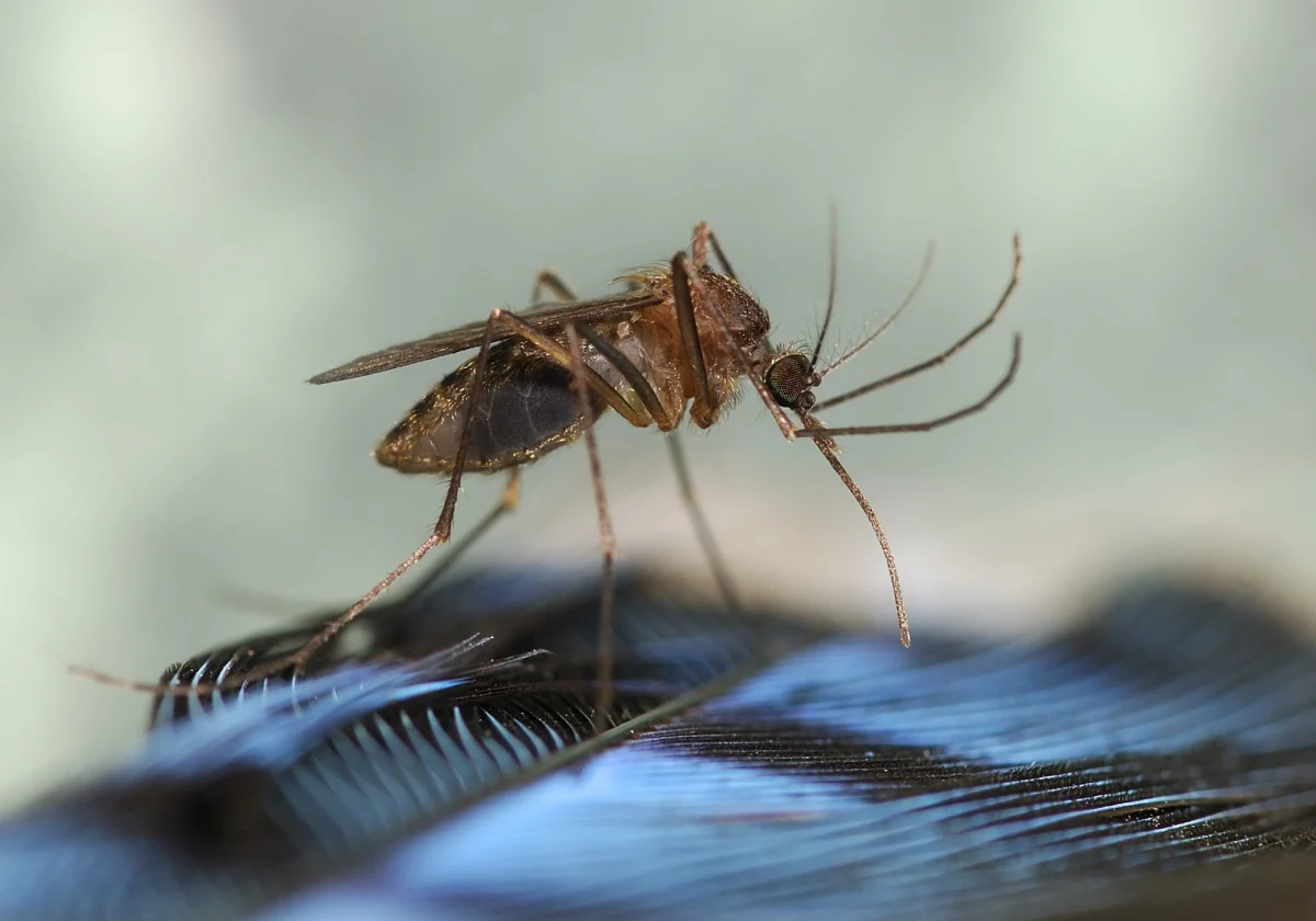 Culiseta melanura mosquito